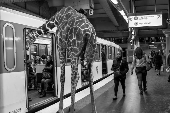 черно-белое фото с изображением жирафа черно-белое фото с изображением жирафа