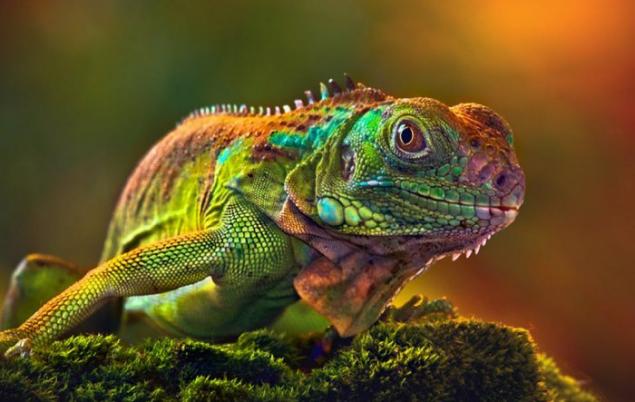 экзотическая ящерица экзотическая ящерица