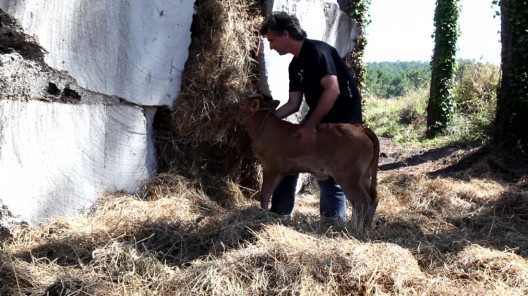 теленка поселили внутрь трюфеля теленка поселили внутрь трюфеля