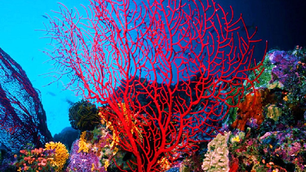 кораллы кораллы